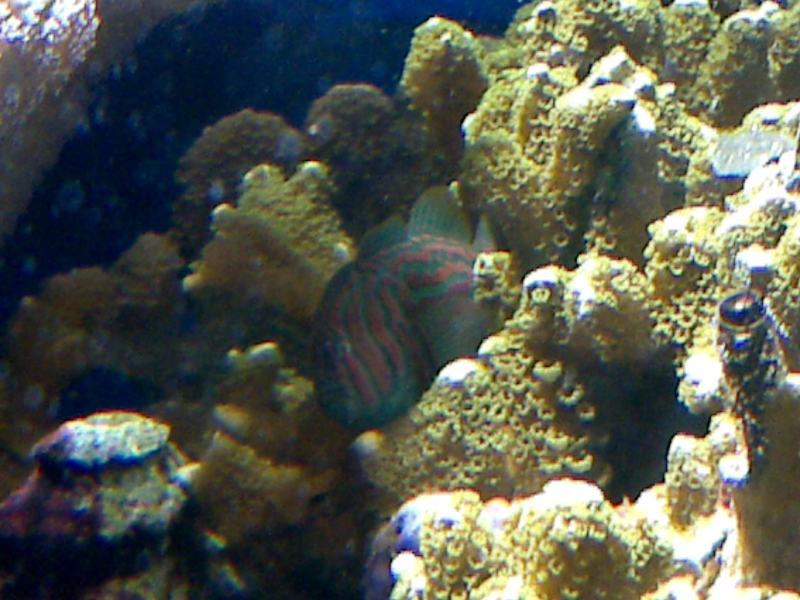 Case study Coral Gobies Sequential Hermaphroditism in Fish